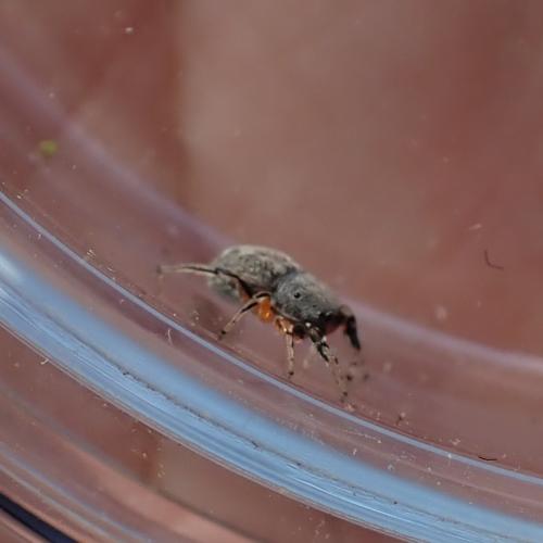 Ballus rufipes
